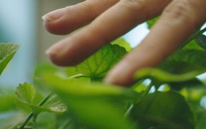 BYoungPool géante Incellderm Riman : la plante aux 7 vertus