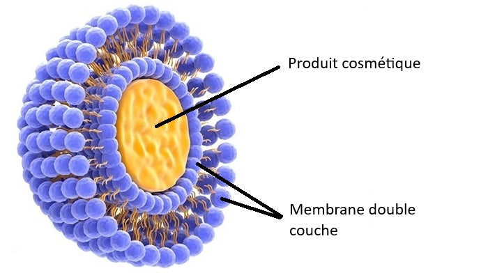 Liposomes et K-Beauty : le secret high-tech derrière les soins Incellderm®